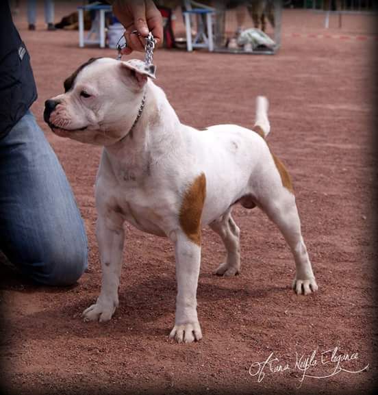 Harko De La Vallee Des Complices